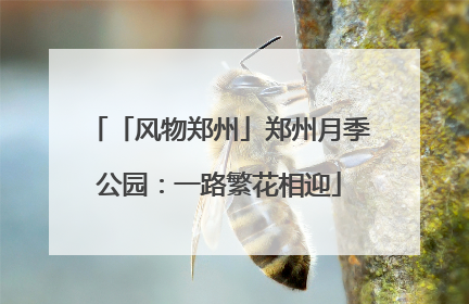 「风物郑州」郑州月季公园：一路繁花相迎