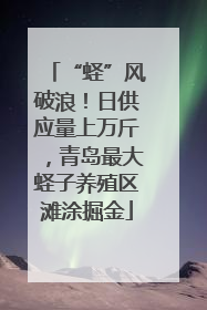 “蛏”风破浪！日供应量上万斤，青岛最大蛏子养殖区滩涂掘金