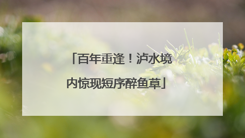 百年重逢！泸水境内惊现短序醉鱼草