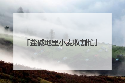 盐碱地里小麦收割忙