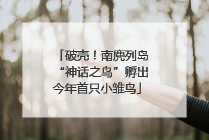 破壳！南麂列岛“神话之鸟”孵出今年首只小雏鸟