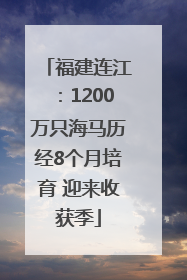 福建连江：1200万只海马历经8个月培育 迎来收获季