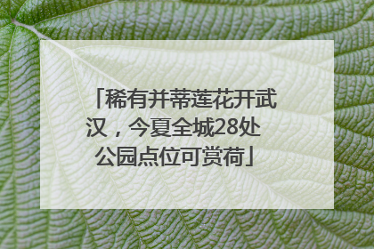 稀有并蒂莲花开武汉，今夏全城28处公园点位可赏荷