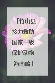 竹山县接力救助国家一级保护动物海南鳽