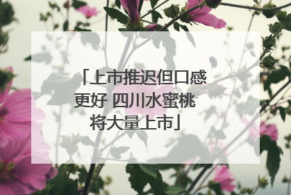 上市推迟但口感更好 四川水蜜桃将大量上市
