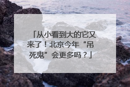 从小看到大的它又来了！北京今年“吊死鬼”会更多吗？