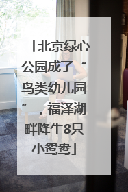 北京绿心公园成了“鸟类幼儿园”，福泽湖畔降生8只小鸳鸯