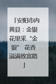 安阳市内黄县：金银花里采“金银” 花香溢满致富路