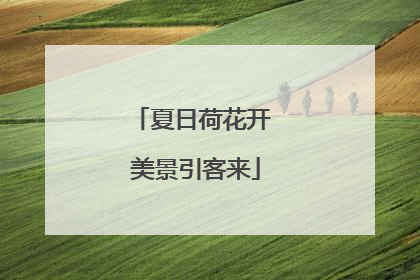 夏日荷花开 美景引客来