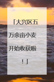 大兴区五万余亩小麦开始收获啦！