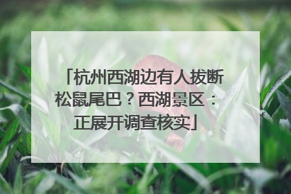 杭州西湖边有人拔断松鼠尾巴？西湖景区：正展开调查核实