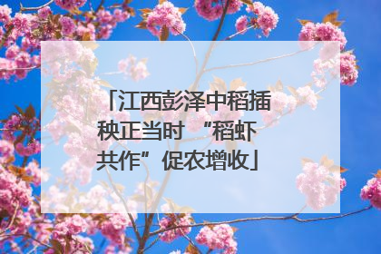 江西彭泽中稻插秧正当时 “稻虾共作”促农增收