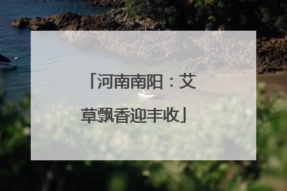 河南南阳:艾草飘香迎丰收