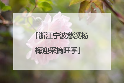 浙江宁波慈溪杨梅迎采摘旺季