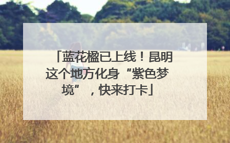 蓝花楹已上线！昆明这个地方化身“紫色梦境”，快来打卡