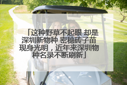 这种野草不起眼 却是深圳新物种 密穗砖子苗现身光明，近年来深圳物种名录不断刷新