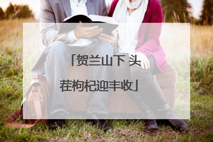 贺兰山下 头茬枸杞迎丰收