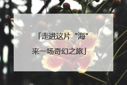 走进这片“海”来一场奇幻之旅