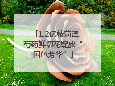 1.2亿枝菏泽芍药鲜切花绽放“国色芳华”