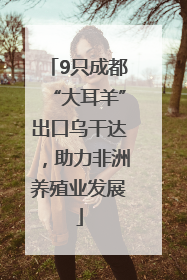 9只成都“大耳羊”出口乌干达，助力非洲养殖业发展